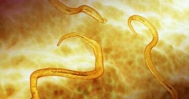 pinworm parazīti cilvēka organismā