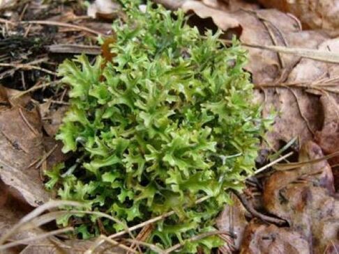 cetraria no parazītiem organismā