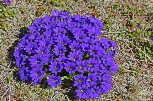 drudža sakne no parazītiem organismā