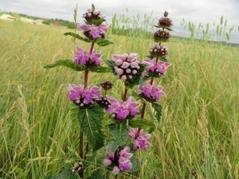 dzelzsrūdas augs no parazītiem organismā