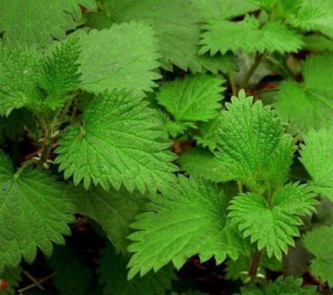 nātre pret parazītiem cilvēka organismā