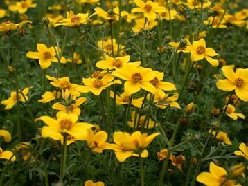 virkne parazītu organismā