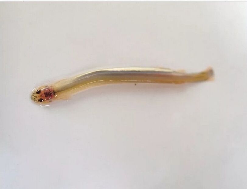 Wandellia whiskered - bīstama parazītiska zivs
